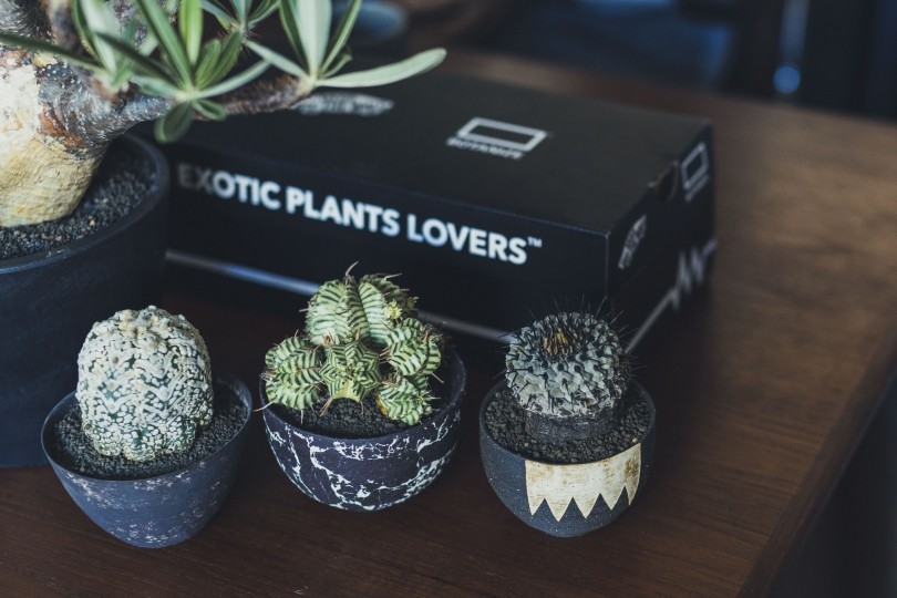 特集 大人がハマる塊根植物 ブームの火付け役 Botanize ボタナイズ 横町 健が語る魅力と楽しみ方 Recommend 伊勢丹新宿店メンズ館 公式メディア Isetan Men S Net