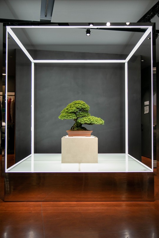 盆栽を世界に伝える＜TRADMAN’S BONSAI/トラッドマンズ盆栽＞が伊勢丹新宿店で展示販売をスタート