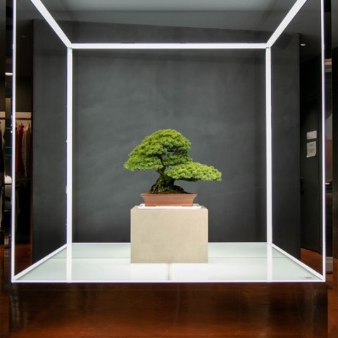 ＜TRADMAN’S BONSAI＞「五葉松（Goyomatsu/Japanese White Pine）」 推定樹齢100年 1,200,000円 (税込) ＊9月17日(土)～9月27日(火)までの展示品です。
