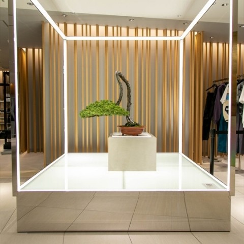 ＜TRADMAN’S BONSAI＞「五葉松（Goyomatsu/Japanese White Pine）」 推定樹齢80年 1,000,000円 (税込) ＊9月17日(土)～9月27日(火)までの展示品です。