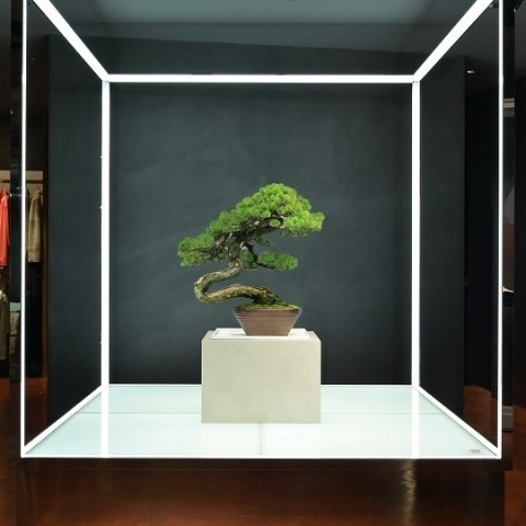 ＜TRADMAN’S BONSAI＞「五葉松（Goyomatsu/Japanese White Pine）」 推定樹齢100年 900,000円（税込） ＊9月28日(水)～10月11日(火)までの展示品です。