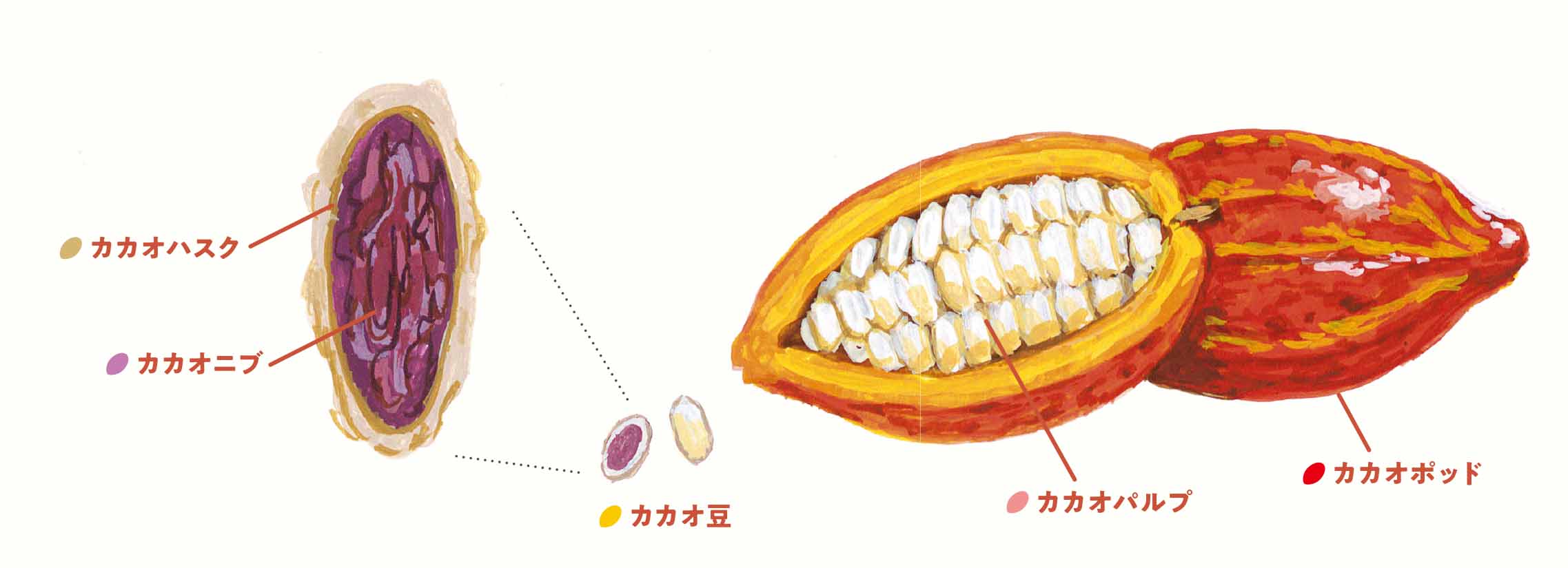 ひらけ カカオ 1 カカオに捨てるところなし イセタングルメンズ 旬を知り 旬を味わう Feature 伊勢丹新宿店メンズ館 公式メディア Isetan Men S Net